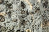 Ammonite (Promicroceras) Cluster - Marston Magna, England #216627-3